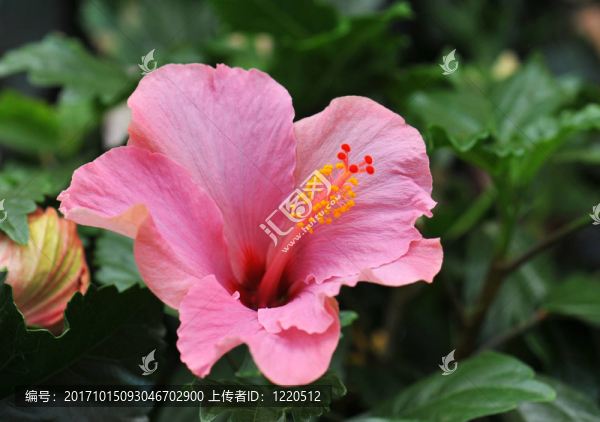 花卉