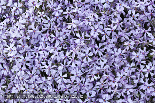藍(lán)色的花