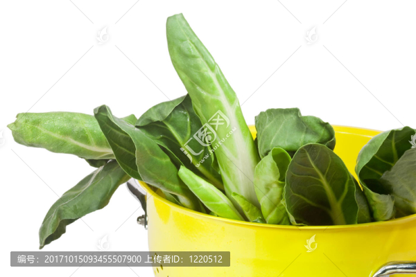 新鮮的萵苣葉