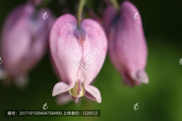 矮herzblume宏