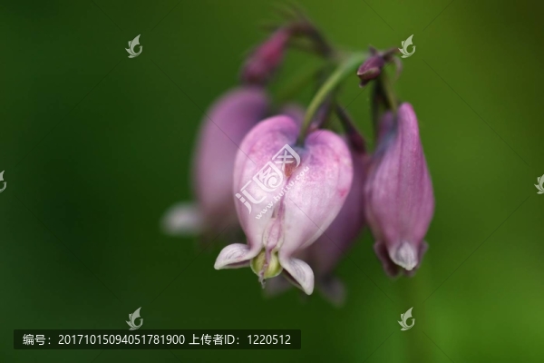矮herzblume宏