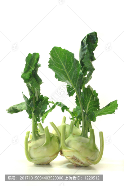 三大頭菜