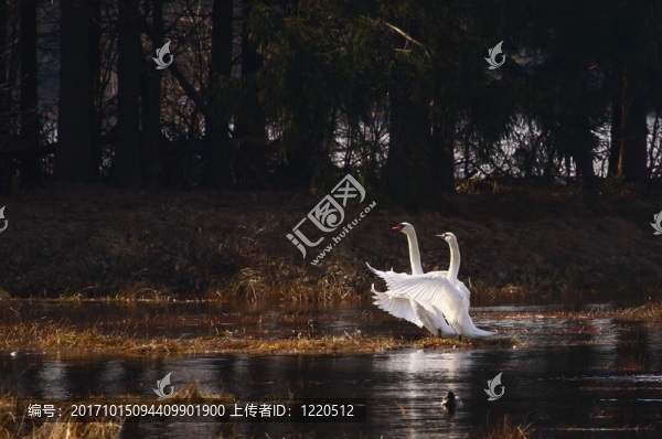 鳥