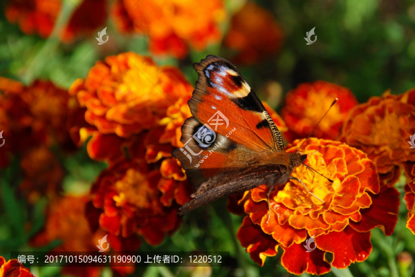 花卉