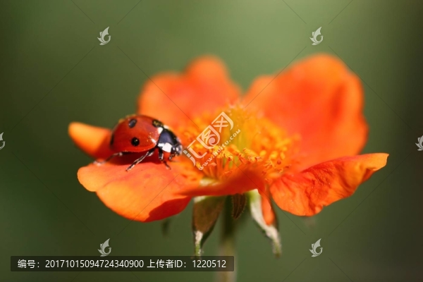 花宏水楊梅