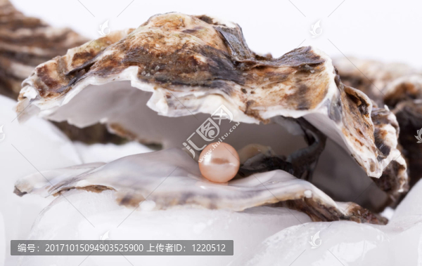 珍珠上的牡蠣