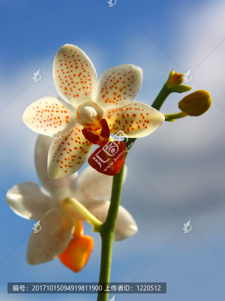 蘭花