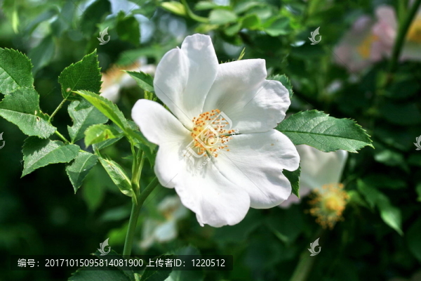 玫瑰果