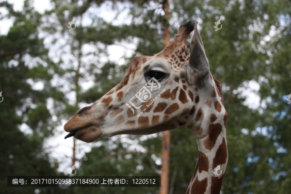 長頸鹿