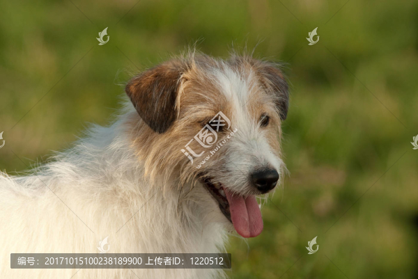 動物肖像