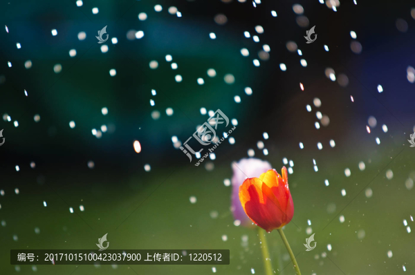 雨中的郁金香