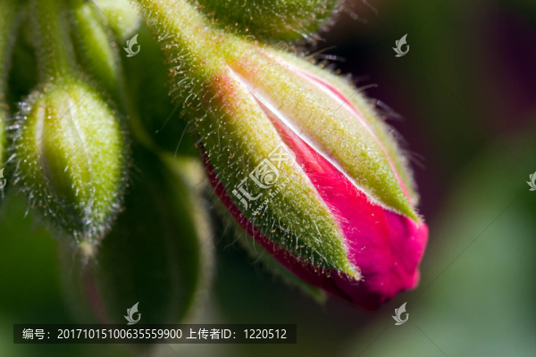 花卉