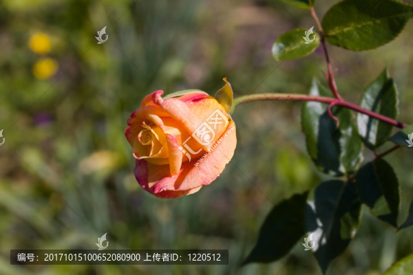 玫瑰橙