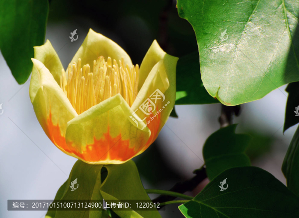 郁金香樹