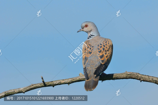 斑鳩
