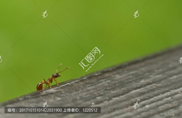 向上