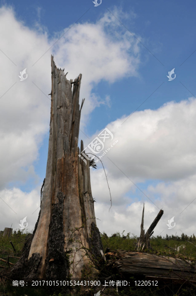 windbruch