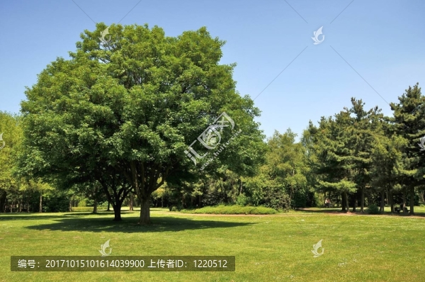 市鎮(zhèn)公園