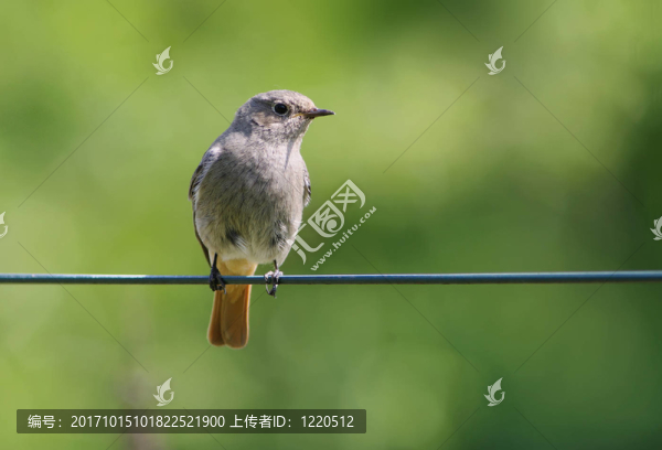 女