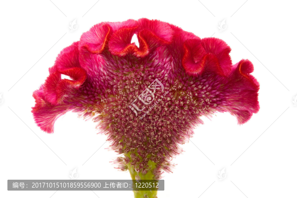 花（雞冠）