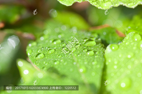 月桂樹(shù)