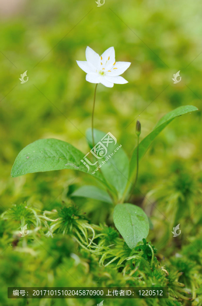 siebenstern,-七瓣蓮