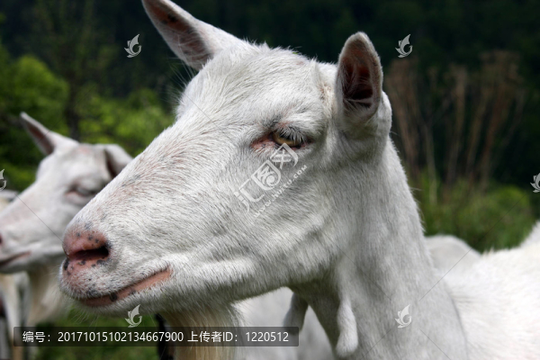 山羊