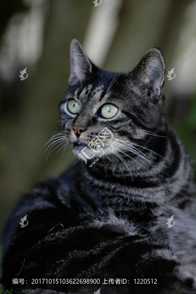 attentive,tigerkatze
