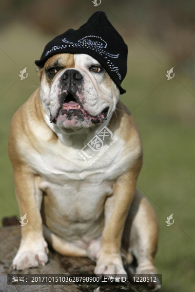 大陸牛頭犬