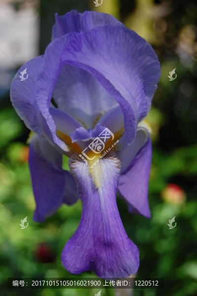 鳶尾花