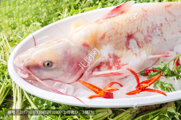 魚