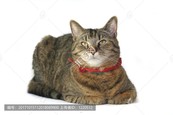 katzenportrait