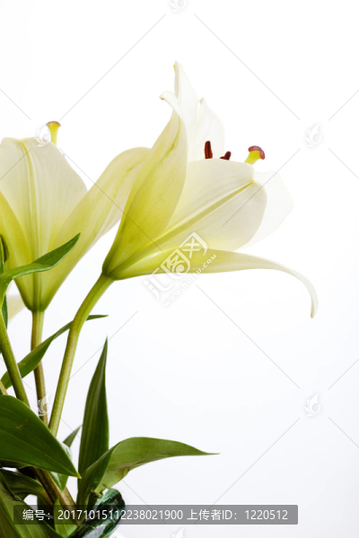白色的百合花