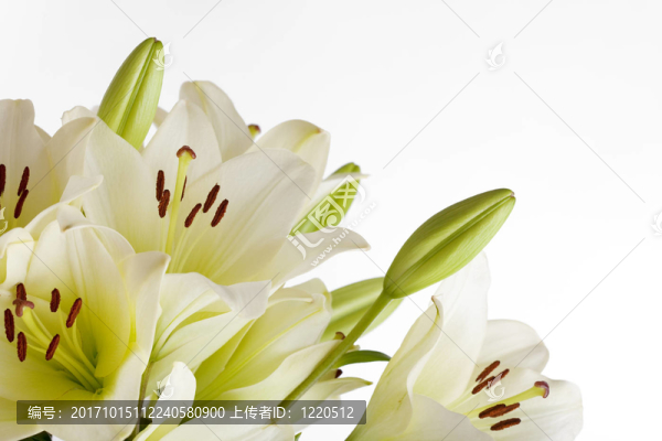 白色的百合花