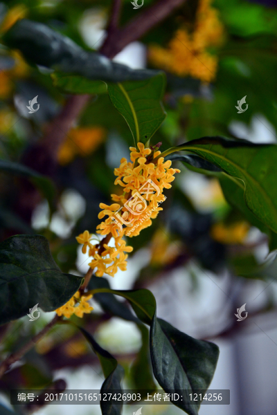 桂花