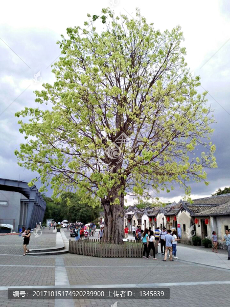 菩提樹