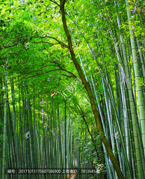 竹林,竹子