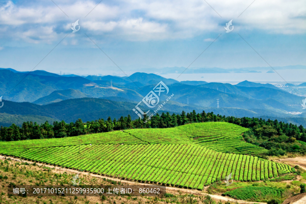 茶園遠(yuǎn)山