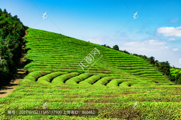 茶山茶園