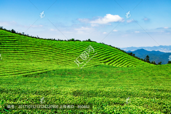 綠茶,茶葉