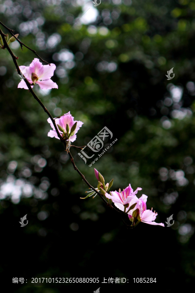 紫荊花
