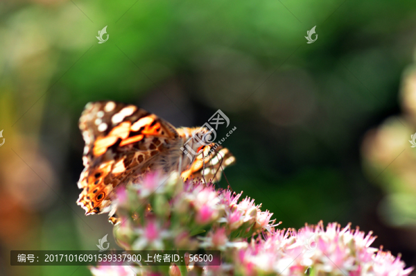 蝶戀花