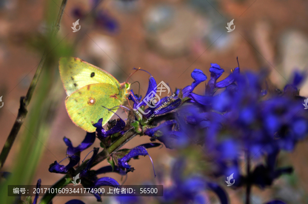 蝶戀花