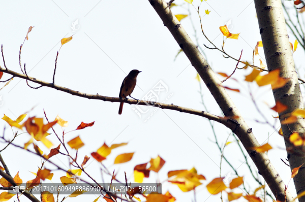 鳥兒