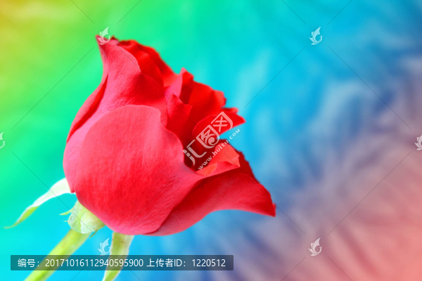 矮的玫瑰