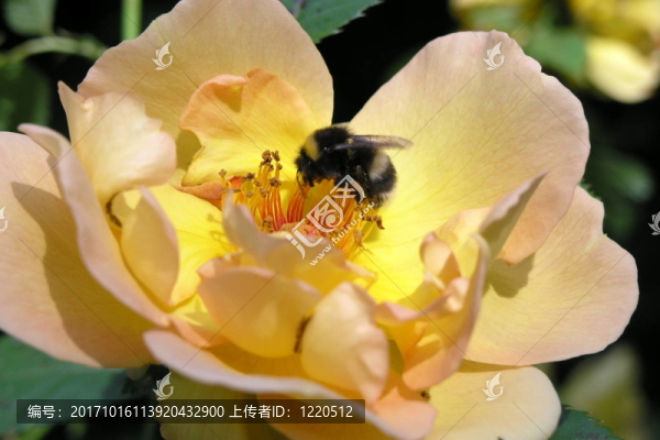 bumblebee,on,flower