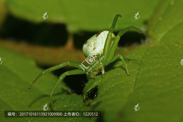 羔蟹蜘蛛