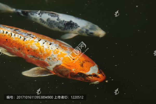 錦鯉50