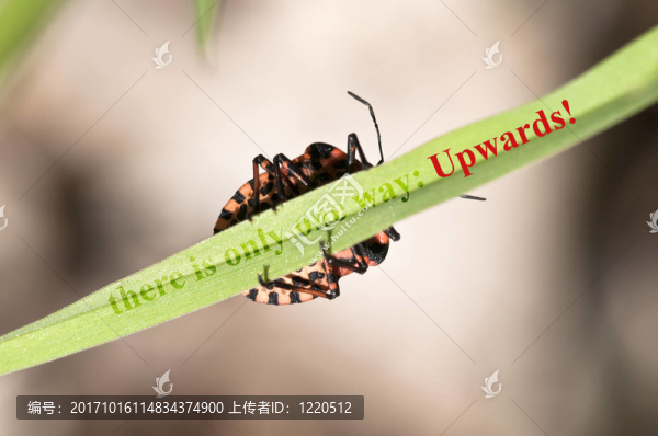 向上