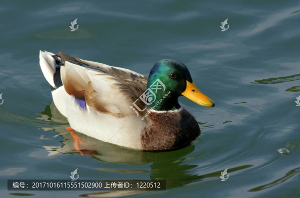 一個美麗的德雷克